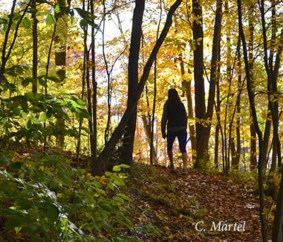 wooded area image