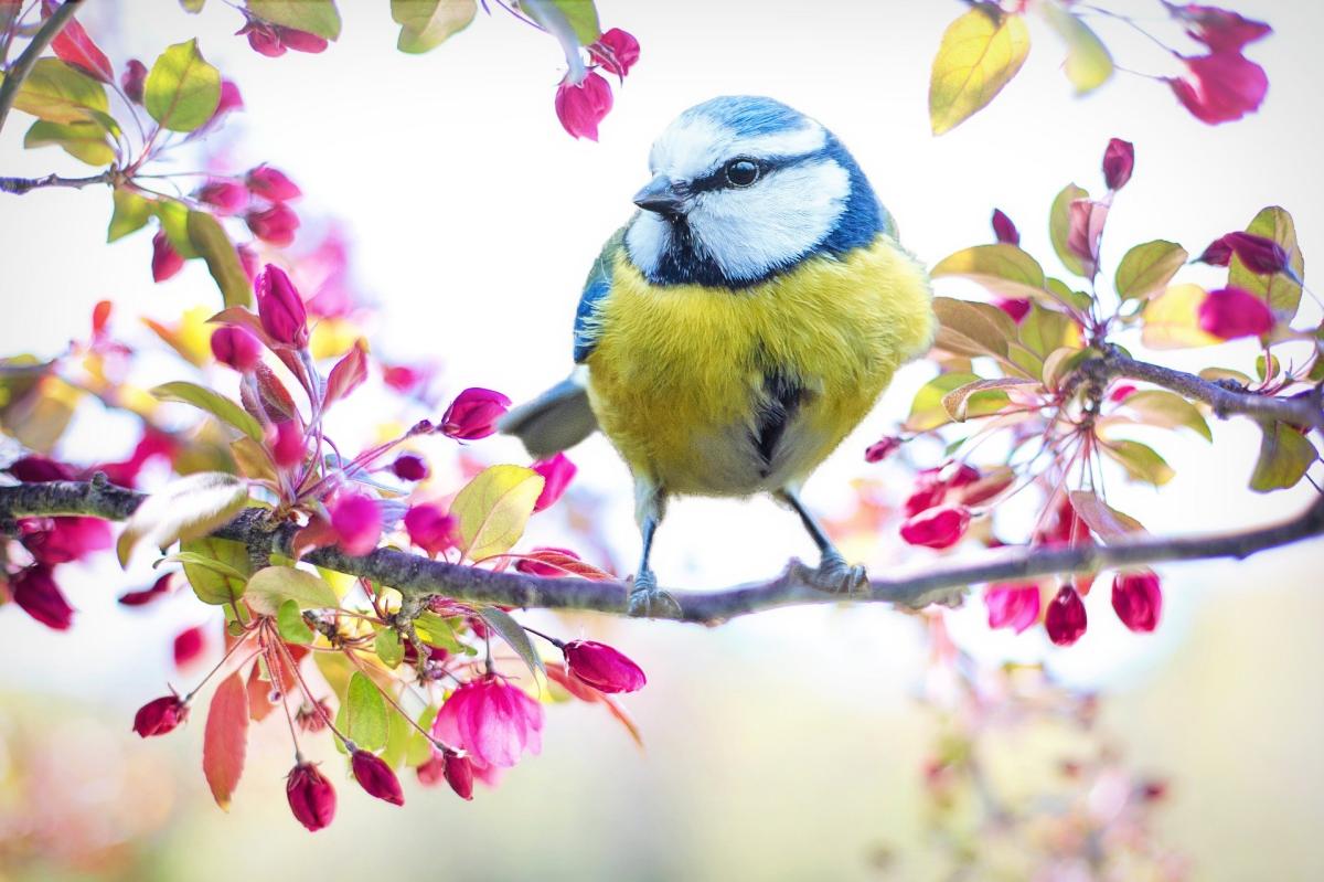 Yellow and blue bird sitting on a branch with pink flower buds. 